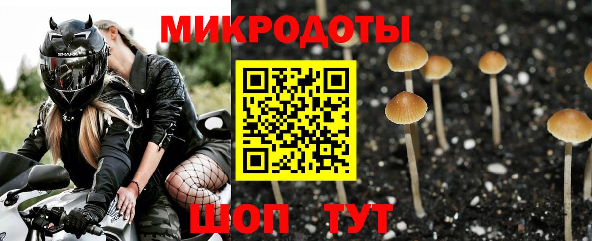 Псилоцибиновые грибы Psilocybe Майкоп